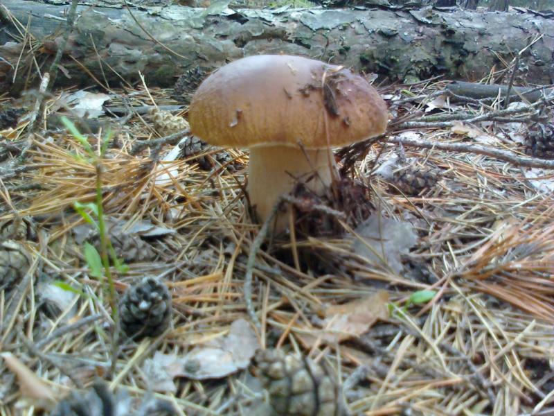 дивовижні дари осені.... - Переброди