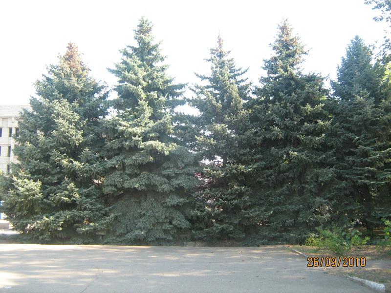 чаплинка - Чаплинка