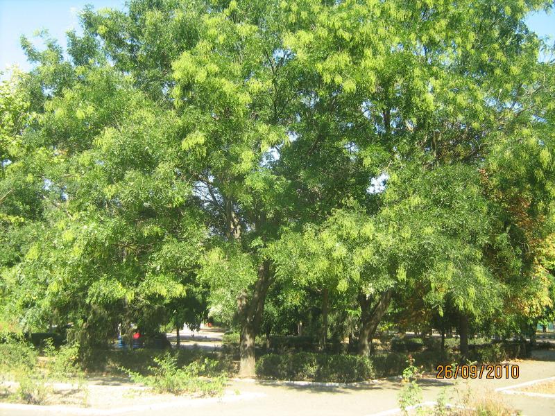 чаплинка - Чаплинка