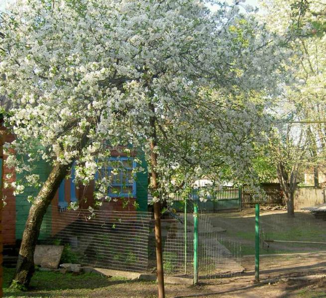 Наше село - Giltsi