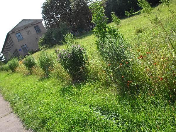 школа - Довжик