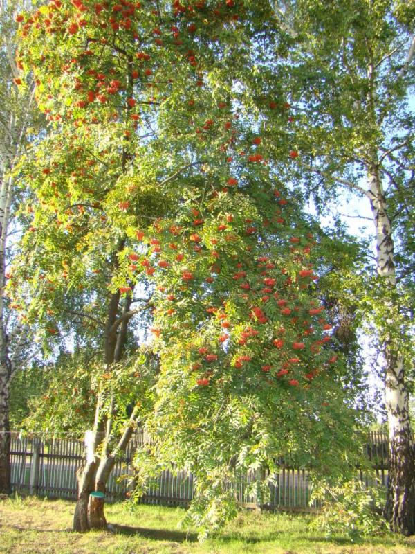Наше село - Giltsi