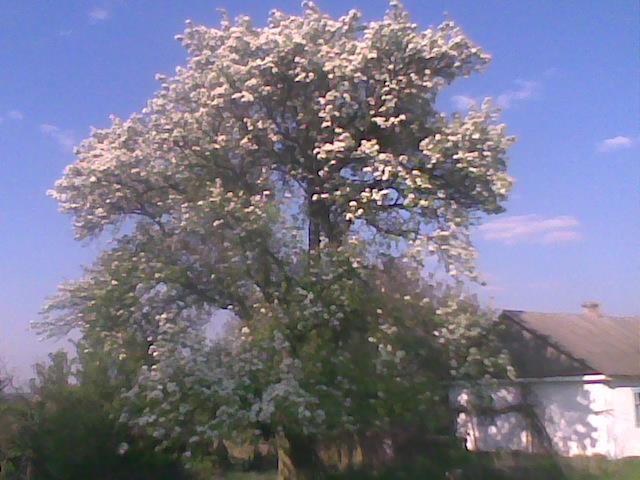 батьківська хата - Борисів