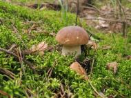 Моє рідне село