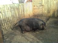 В*єтнамсько-гуцульська порода. Сила!