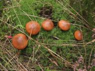 Моє рідне село