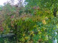 Моє рідне село