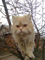 Кіт рудницького лісника