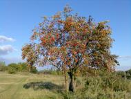 Ивчанские этюды