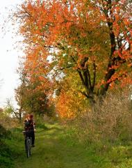 Золотые листопады