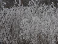 Наша местность