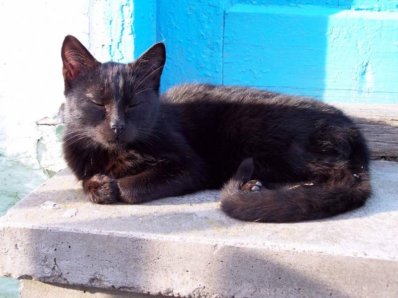 літо - Заставці