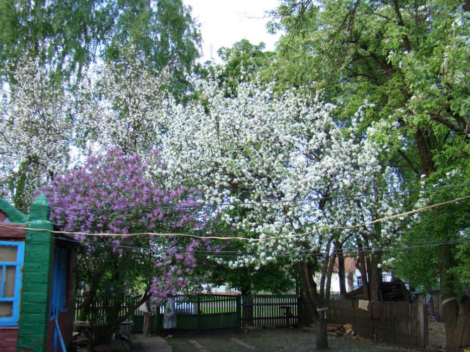 Наше село - Гільці