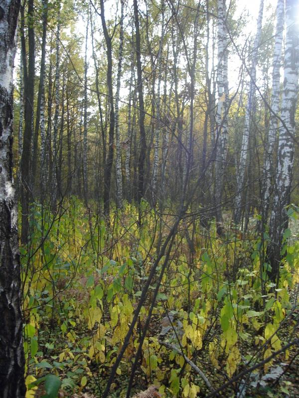 Краєвиди - Будище