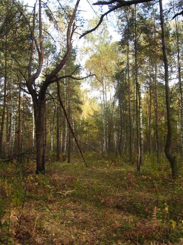 Краєвиди - Будище