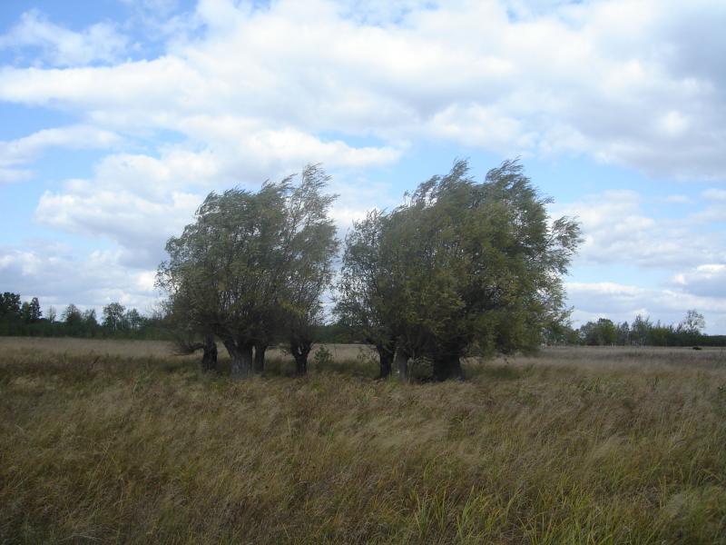 Пам'ять - Будище