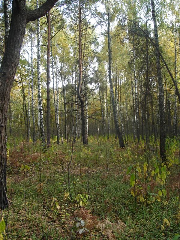 Краєвиди - Будище