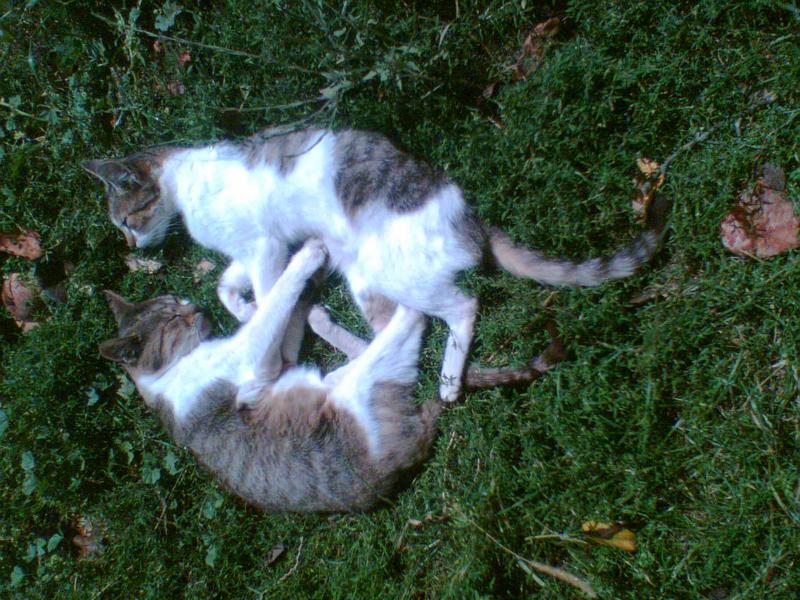 літо - Заставці