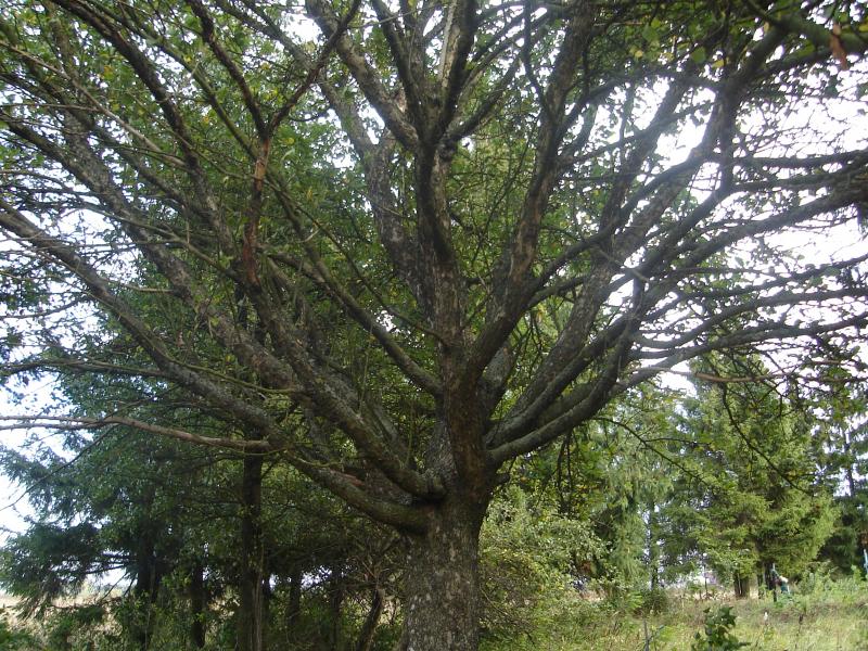 Івановичі - Івановичі