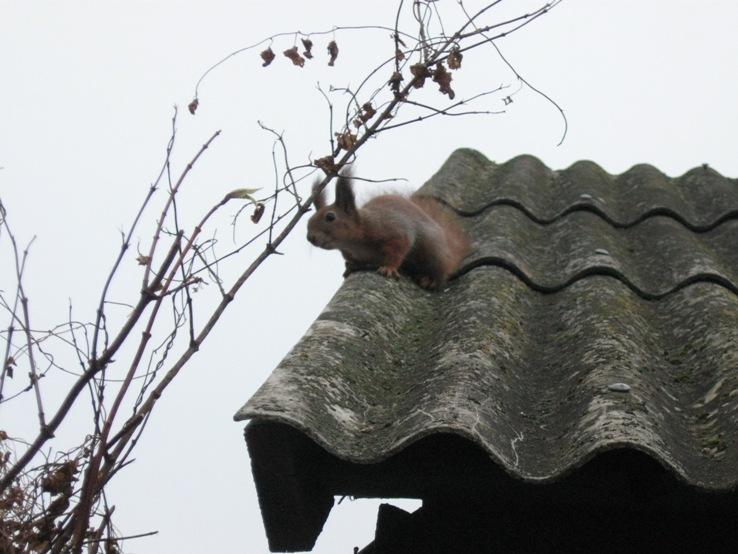 Моє рідне село - Немовичі