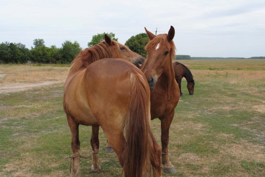 Мальовничі куточки с.Хижки - Хижки