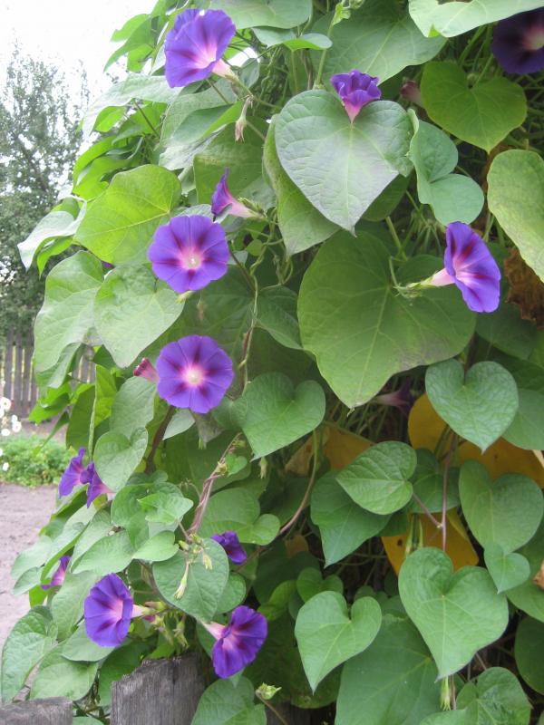 Моё село - Лучковка