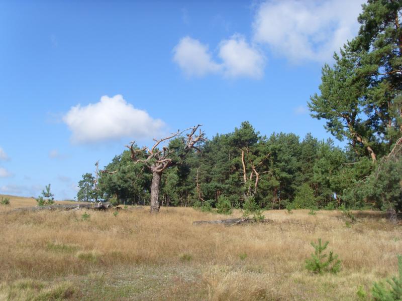 Лето - Тхорин