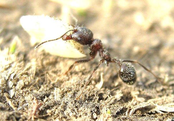 Село - Дудчине