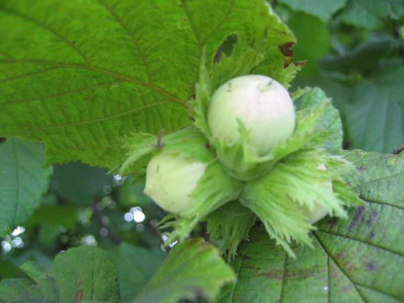 Моё село - Лучковка