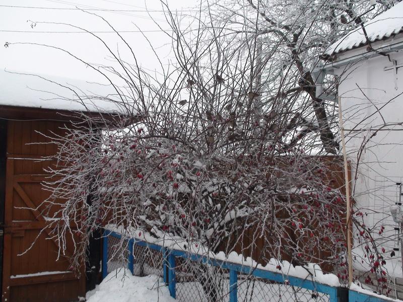 Наша местность - Клепали