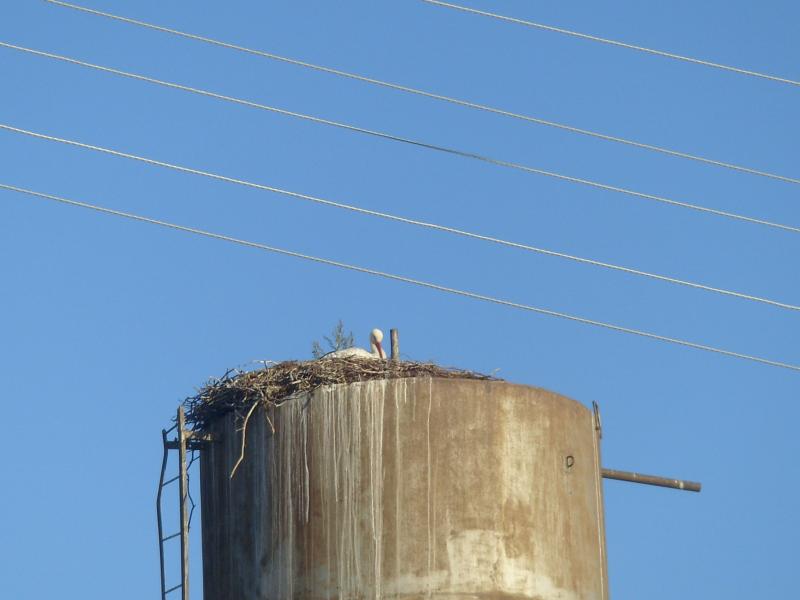 Лето - Тхорин