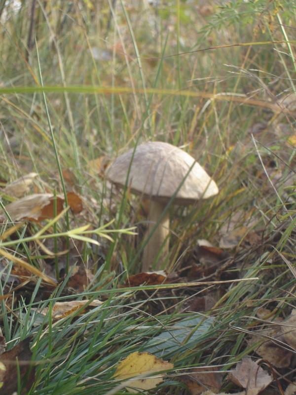 Краєвиди - Будище