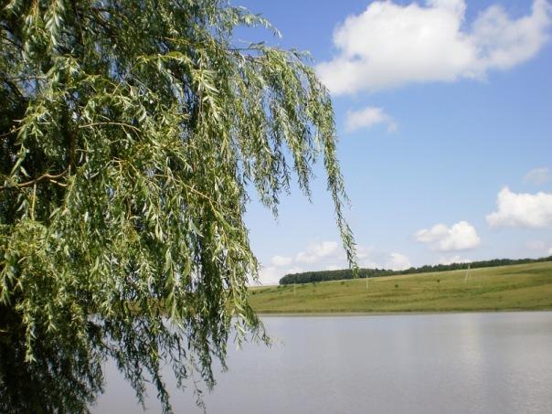 Димка - Димка