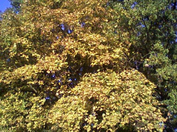 Жовтневе - Жовтневое