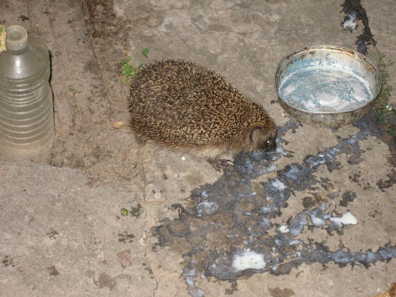 Моё село - Лучковка