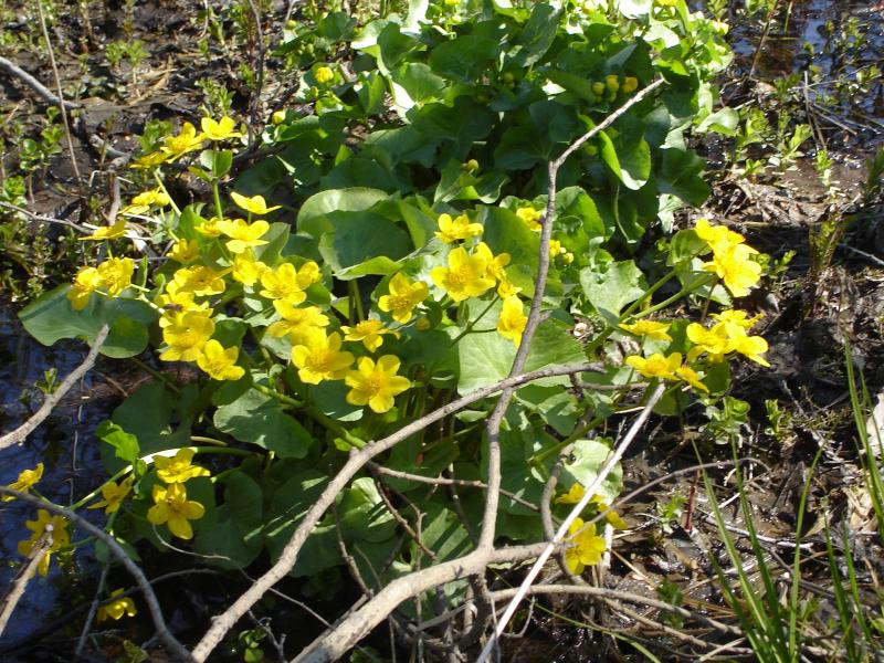 Краєвиди - Будище