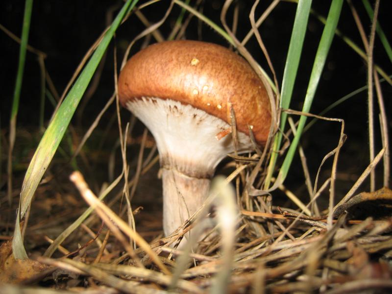 Моё село - Лучковка