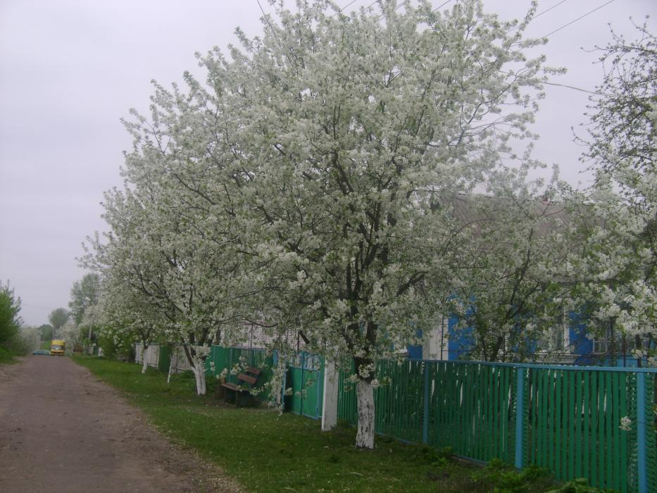 Єрчики - Yerchyky