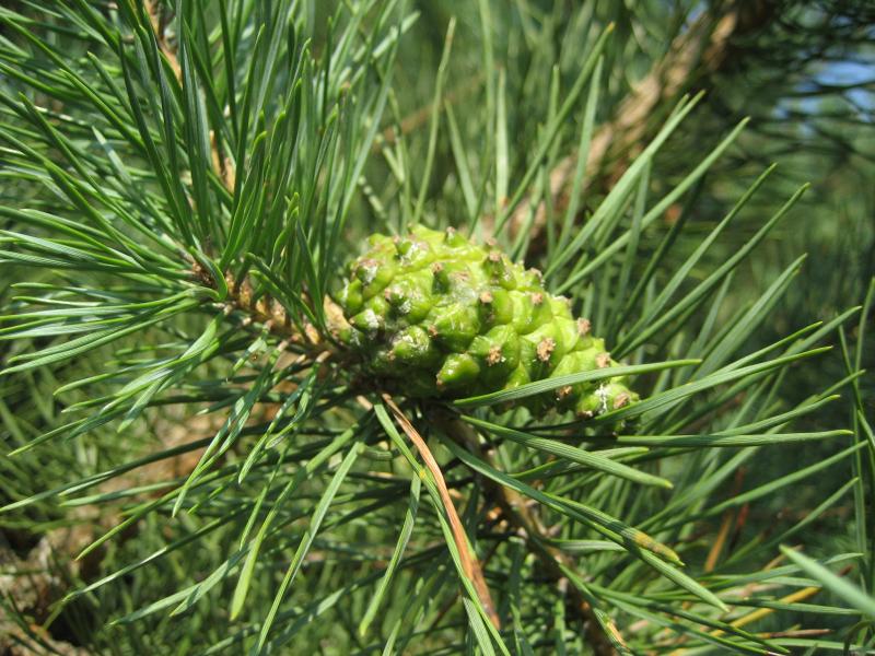 Моё село - Лучковка