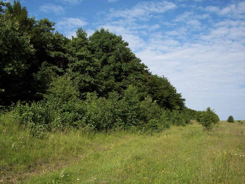 літо - Заставці