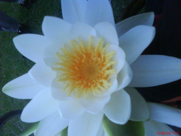 Блистова - Блистова