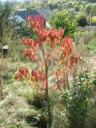 Н.Булатецькі картинки