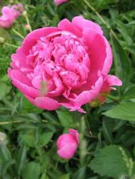 Квіти у дворах