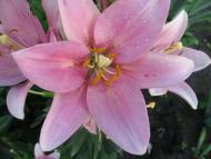 Квіти у дворах