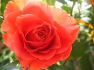 Квіти у дворах