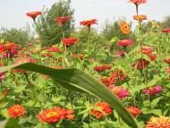 Стодоли  - найживописніше село Придесення