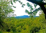 Липецька Поляна