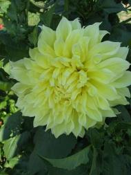 Квіти у дворах