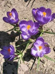 Квіти у дворах