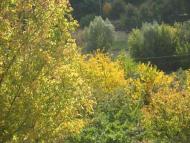 Н.Булатецькі картинки